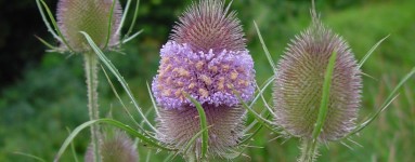 Divlja češljugovina (Dipsacus fullonum)